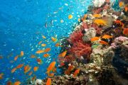 Fish swimming by a reef.